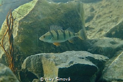 perch, ice diving by Niky Šímová 